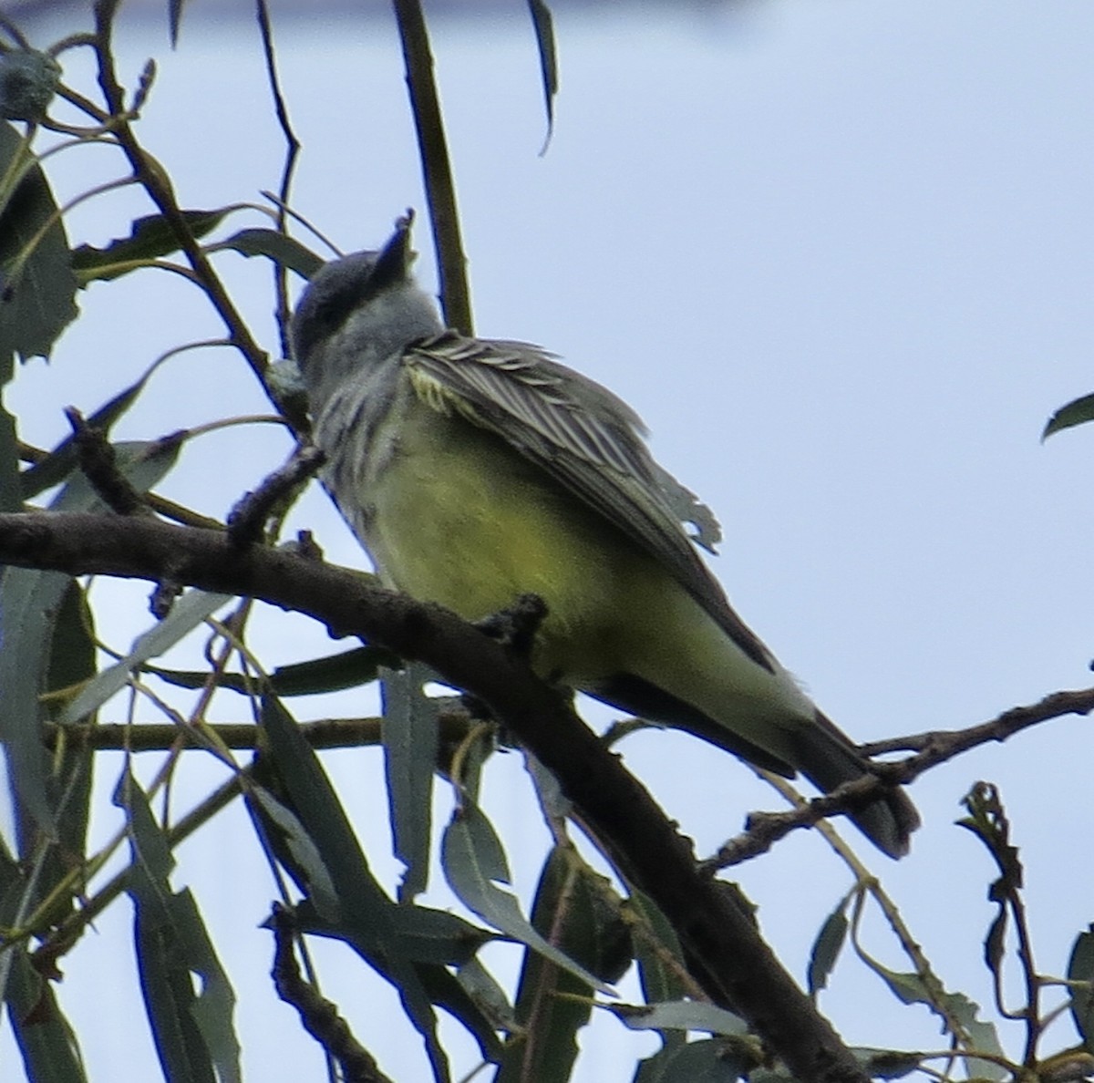 Cassin's Kingbird - ML642685668