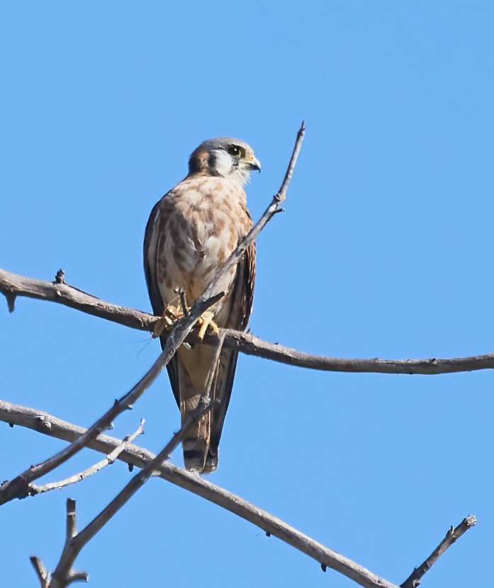 American Kestrel - ML642685702