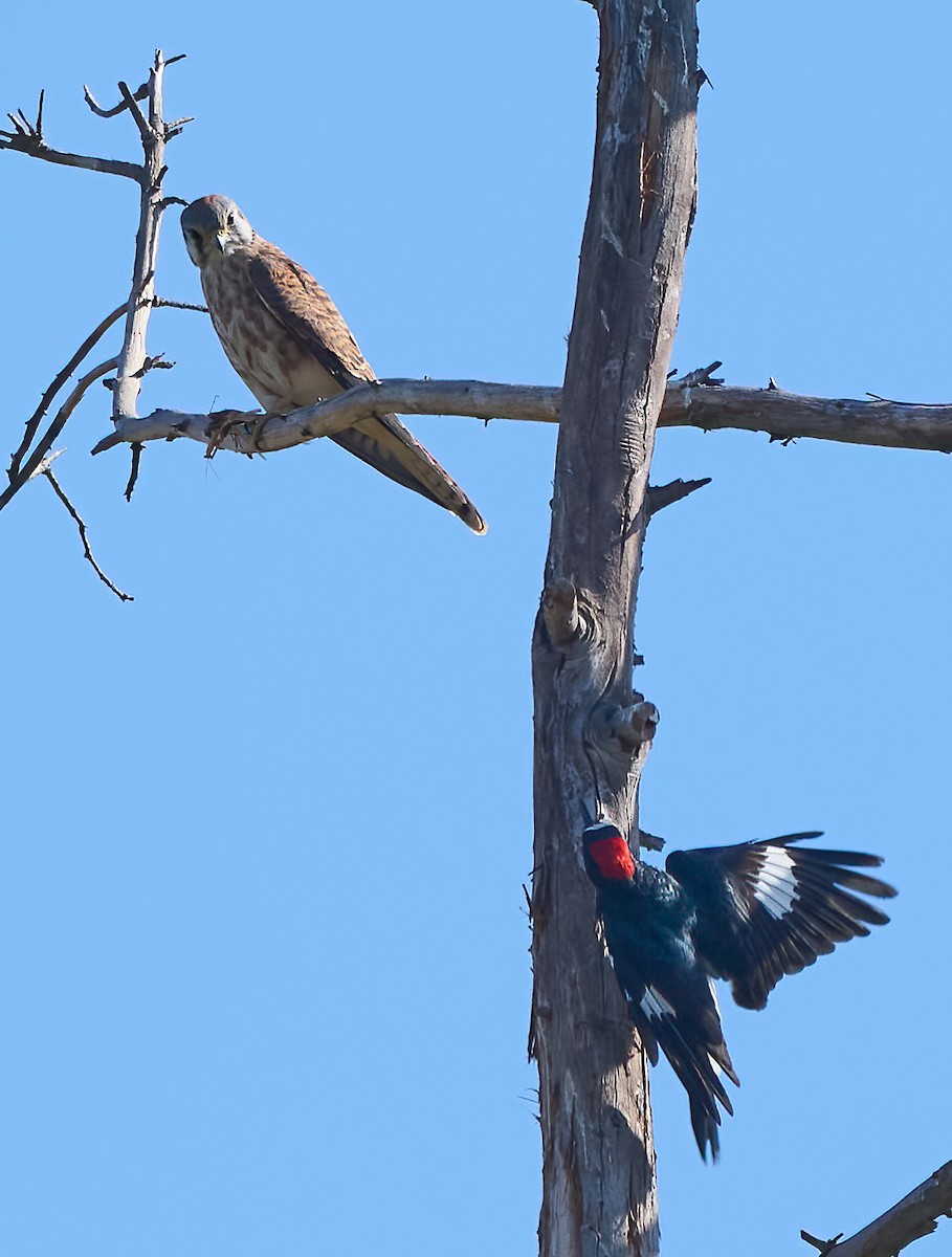 American Kestrel - ML642685703