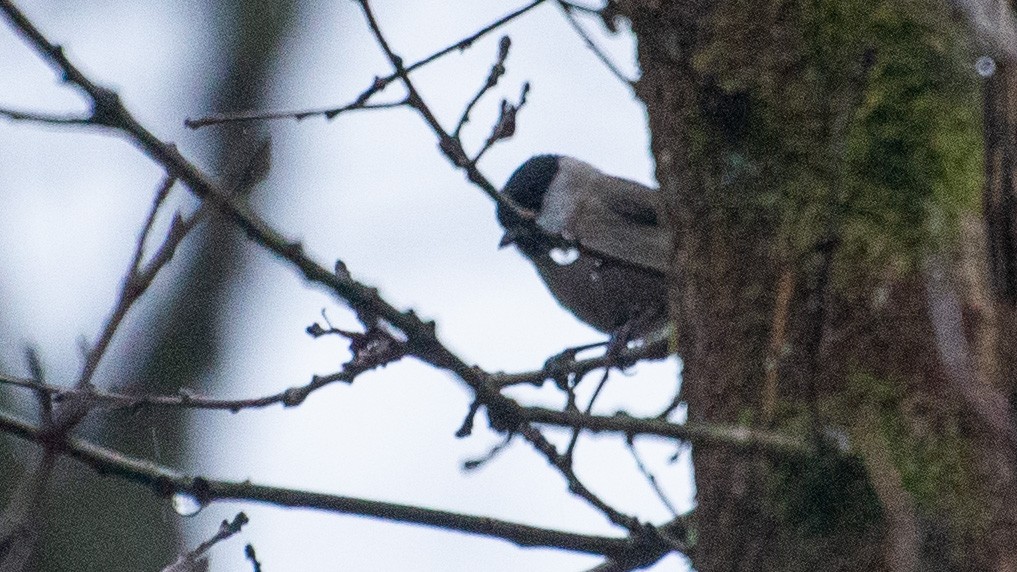 Marsh Tit - ML642685724