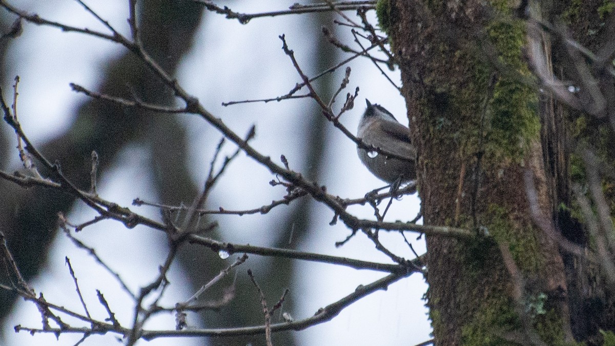 Marsh Tit - ML642685725