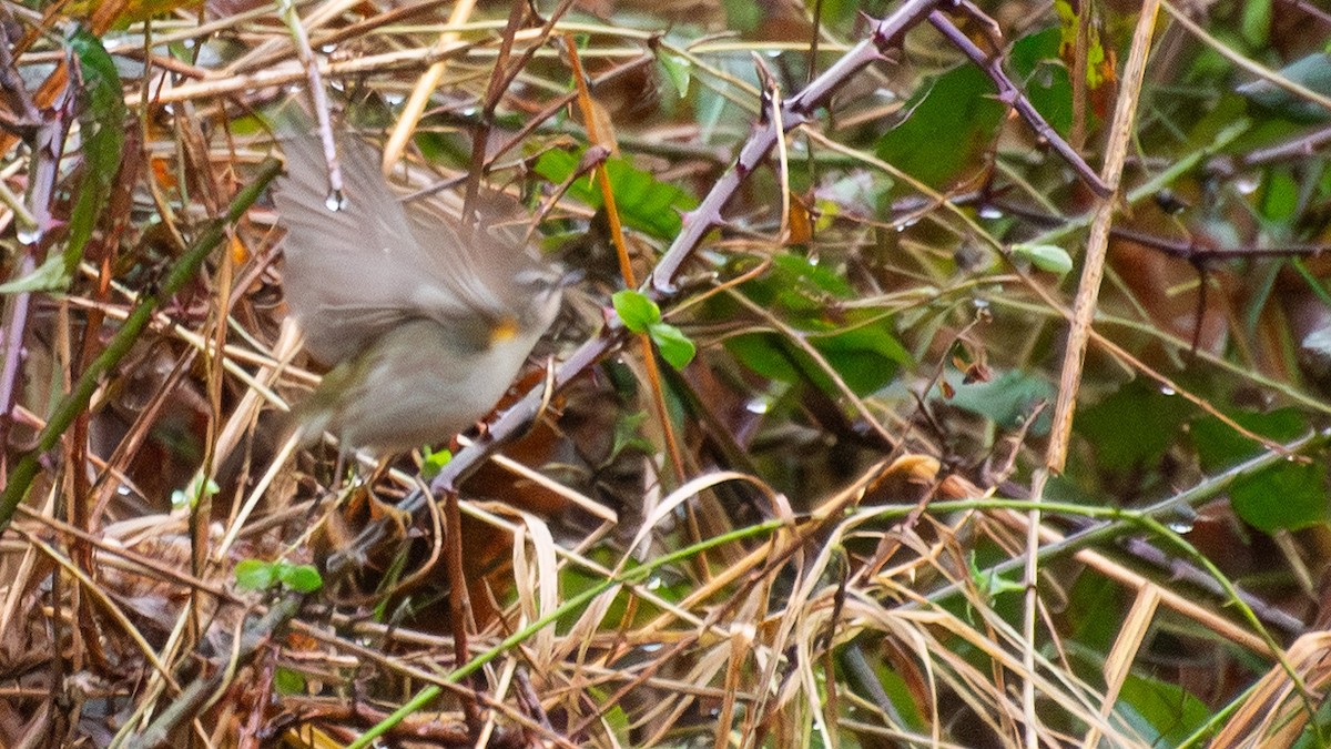 Common Firecrest - ML642685728