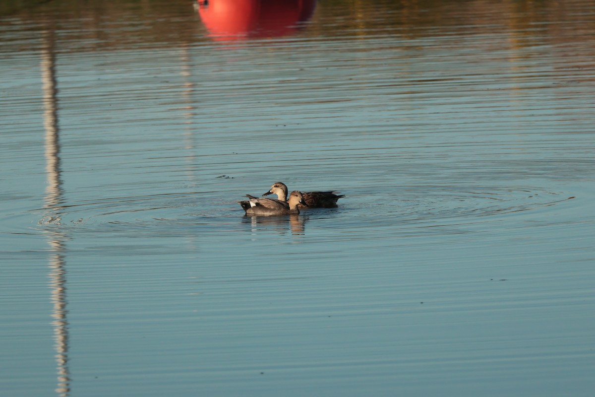 Gadwall - ML642685732