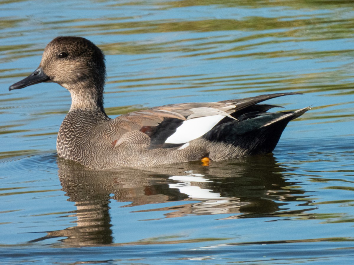 kopřivka obecná - ML642685736