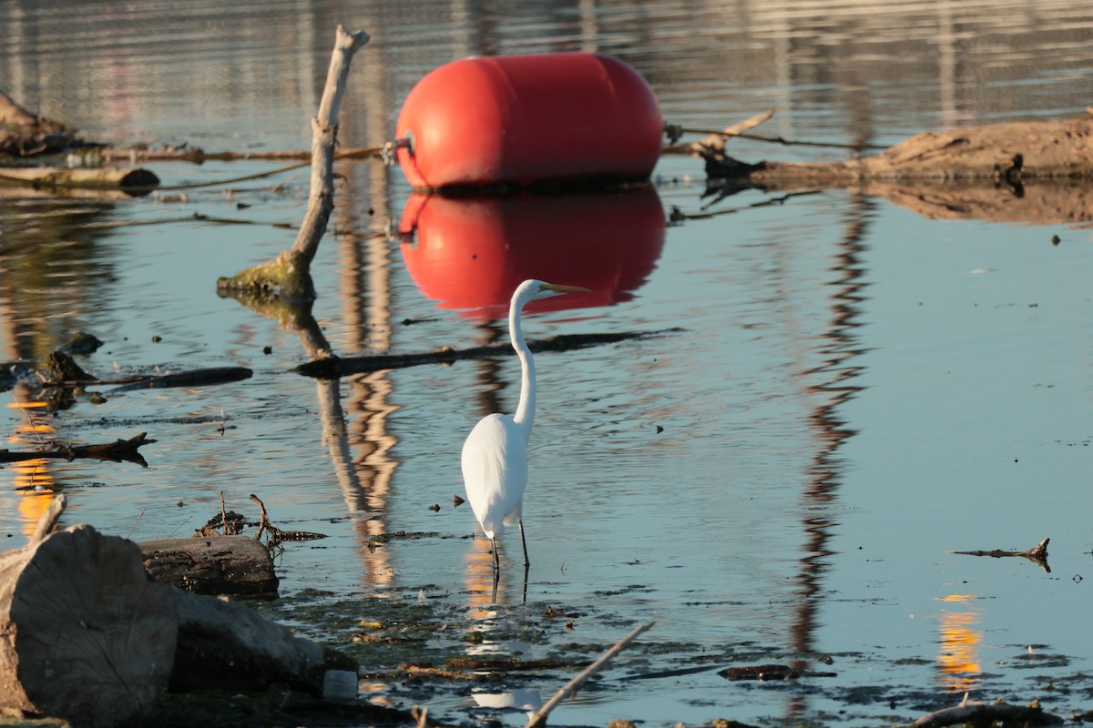 Great Egret - ML642685737