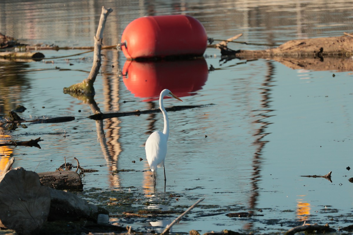 Great Egret - ML642685738