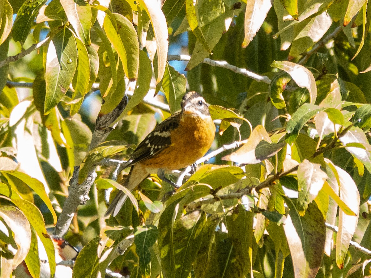 Black-headed Grosbeak - ML642685741