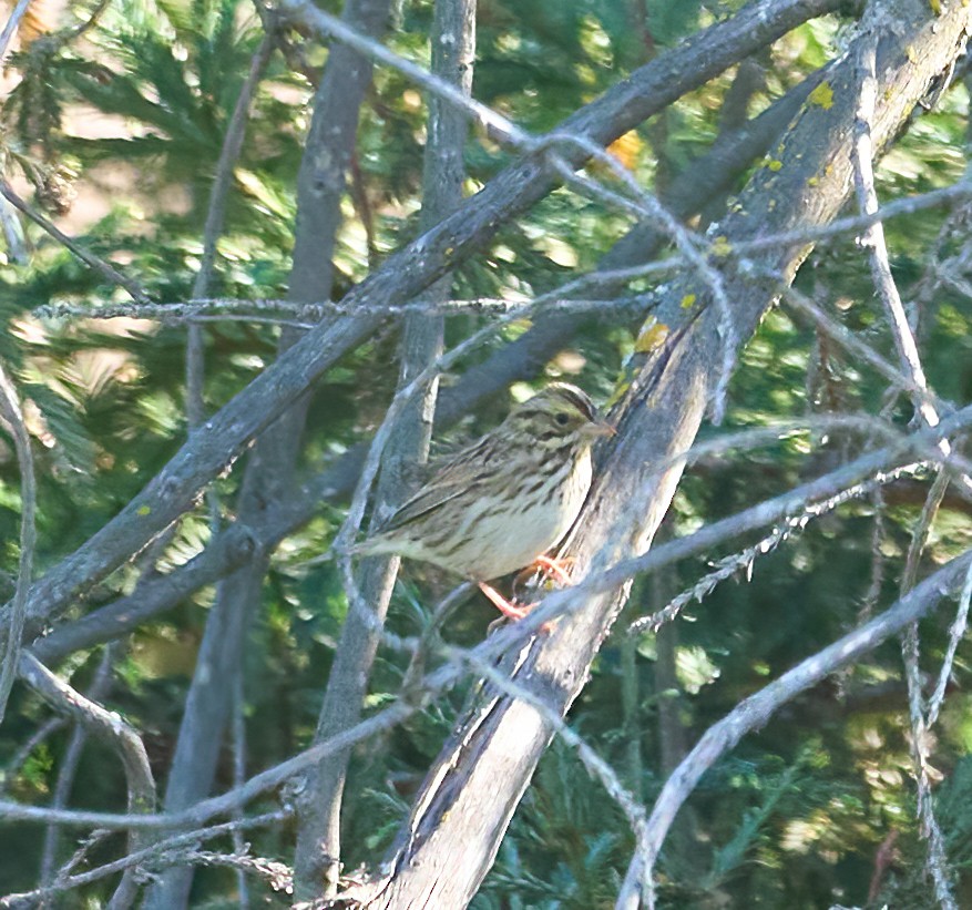 Savannah Sparrow - ML642685742