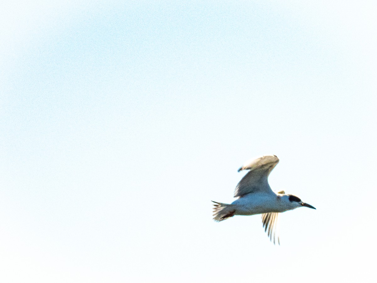 rybák severoamerický - ML642685747