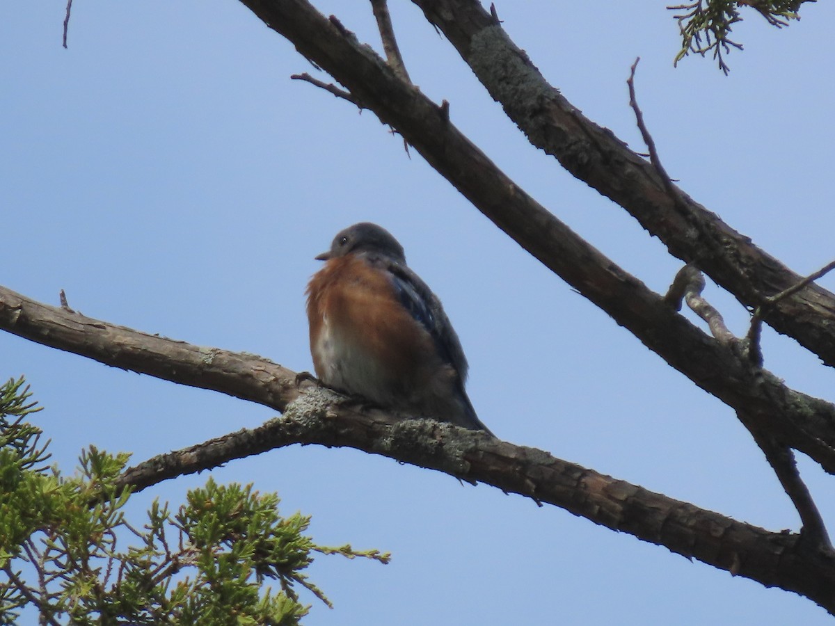 Eastern Bluebird - ML642685755