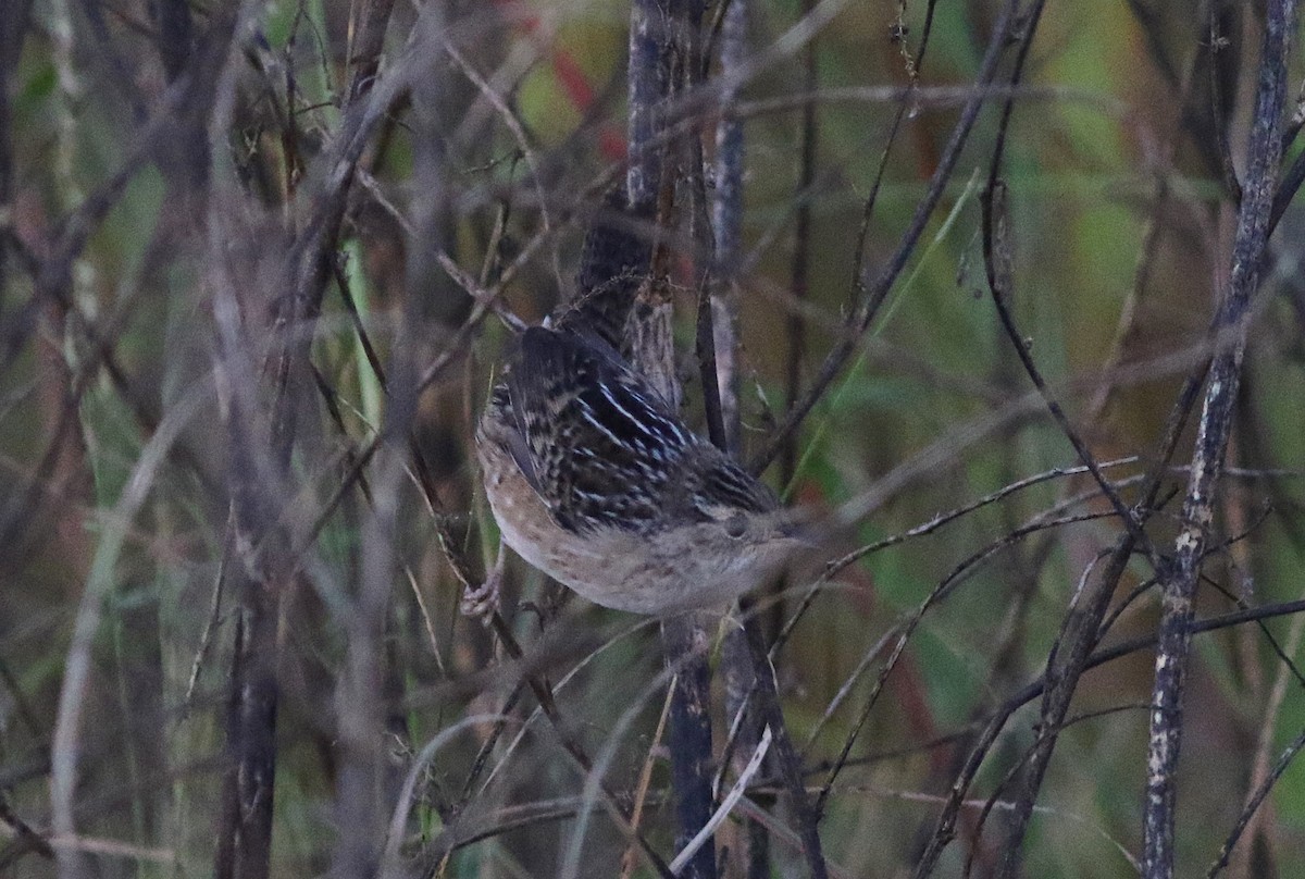 Sedge Wren - ML642685760