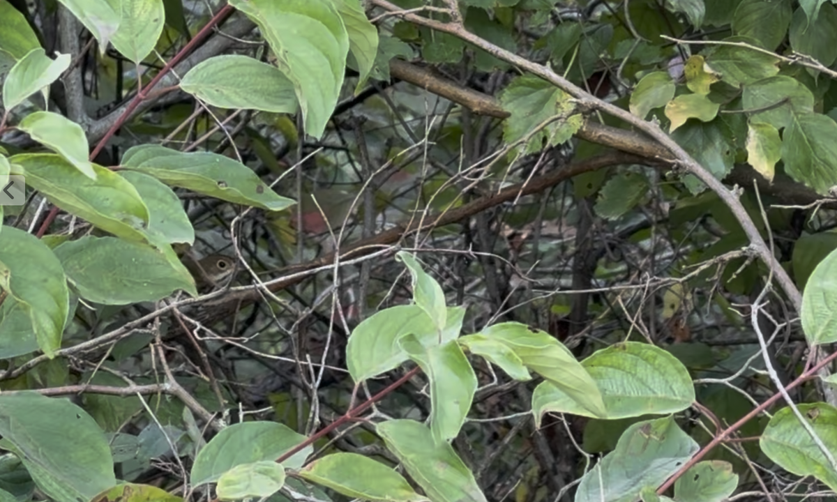 Ovenbird - ML642685761