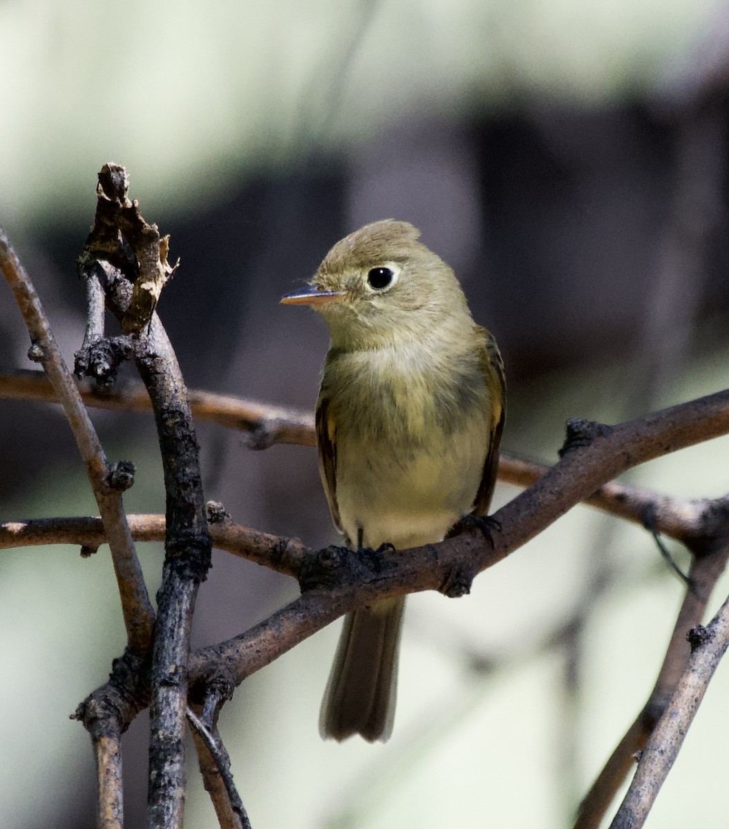 Western Flycatcher (Pacific-slope) - ML642685762