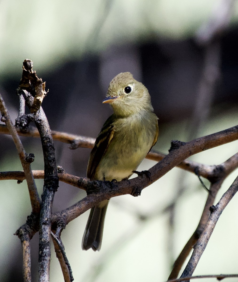 Western Flycatcher (Pacific-slope) - ML642685763