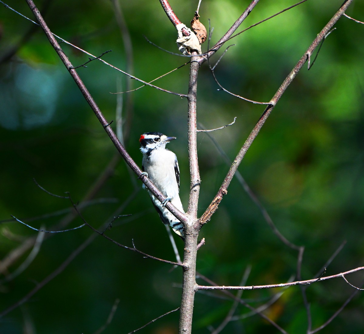 Downy Woodpecker - ML642685765