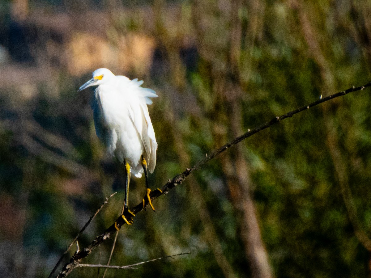 Snowy Egret - ML642685766