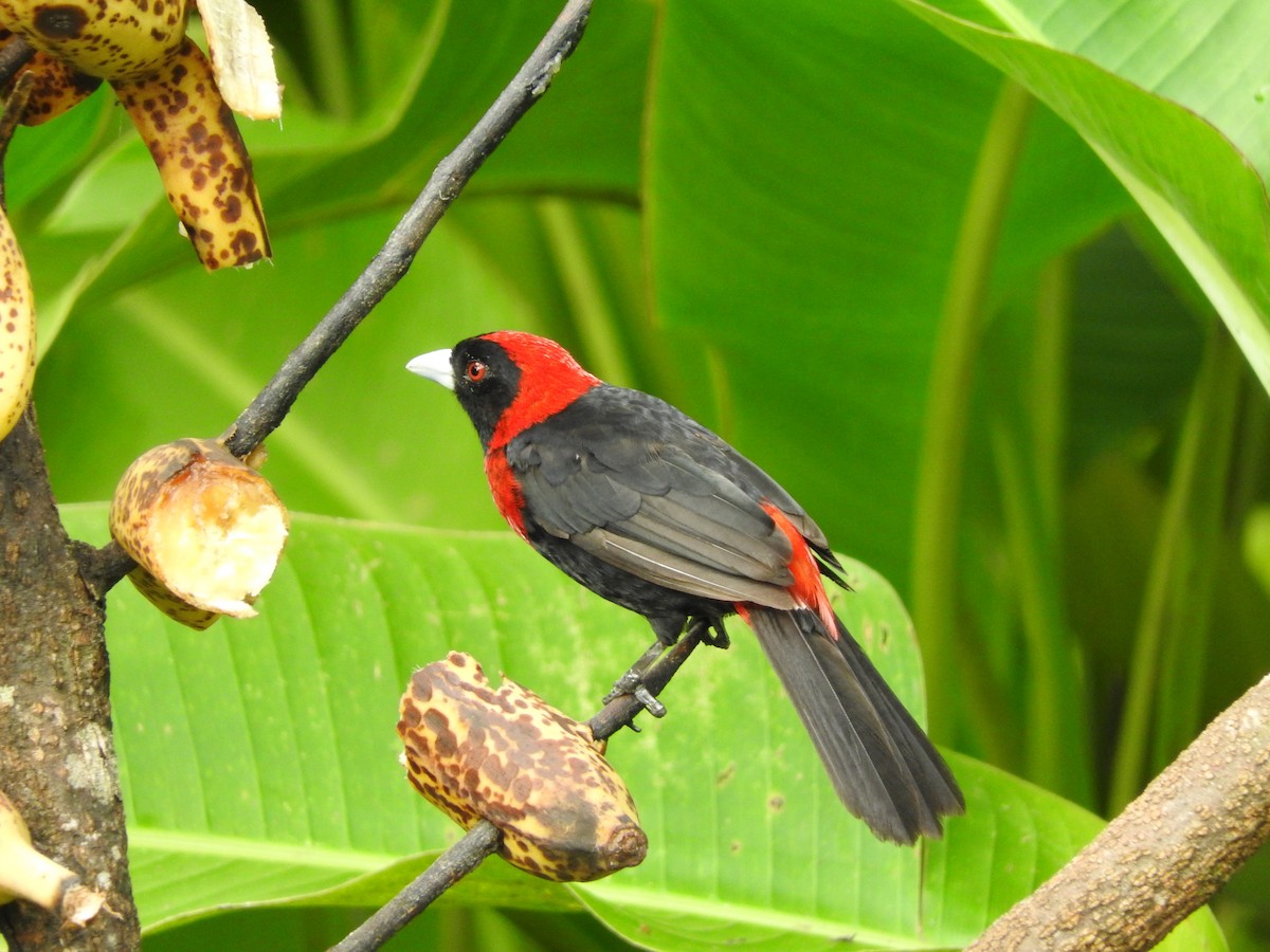 Crimson-collared Tanager - ML642685775