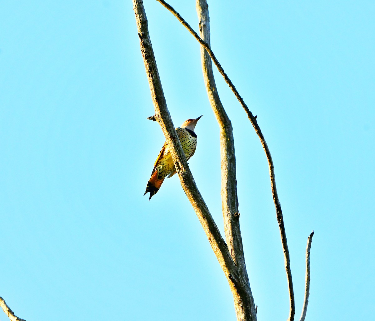Northern Flicker - ML642685776