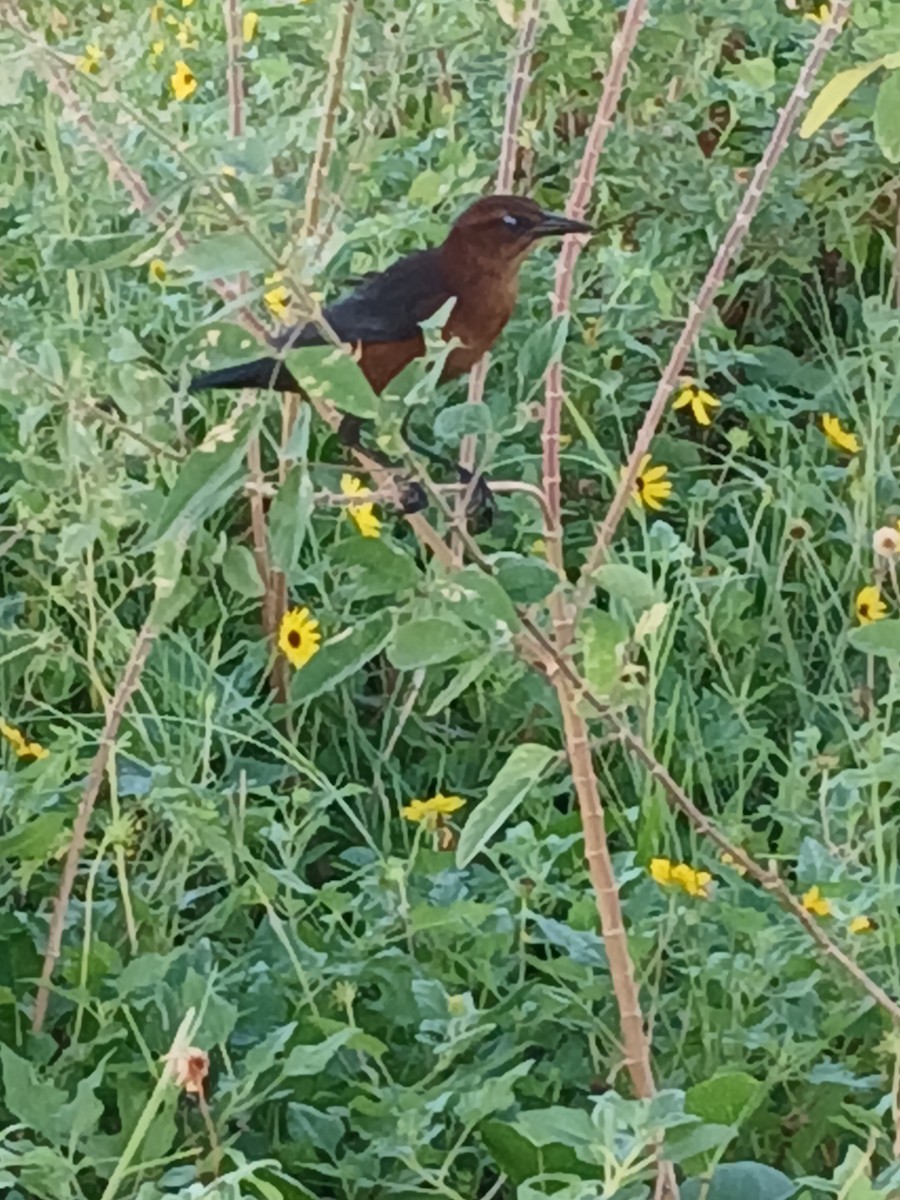 Boat-tailed Grackle - ML642685777