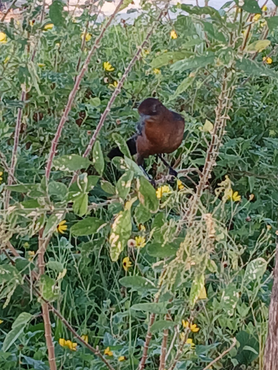 Boat-tailed Grackle - ML642685779