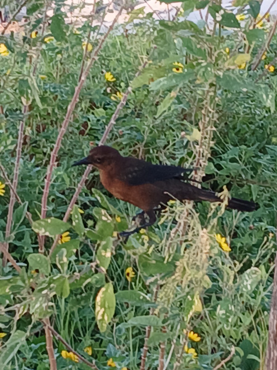 Boat-tailed Grackle - ML642685780