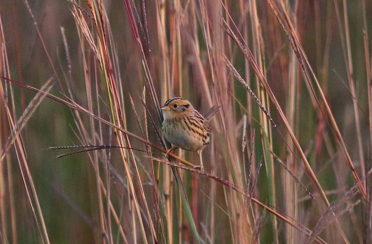 LeConte's Sparrow - ML642685781