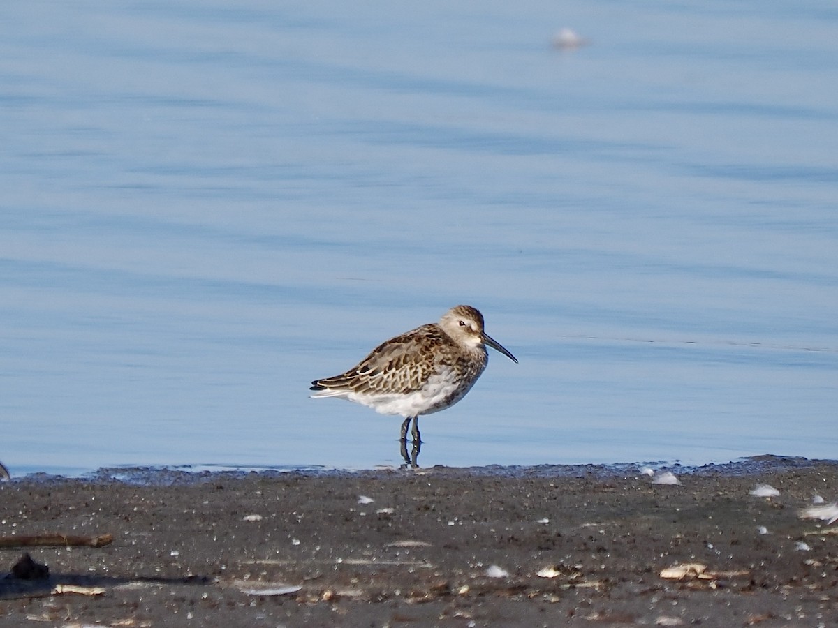 Dunlin - ML642685782