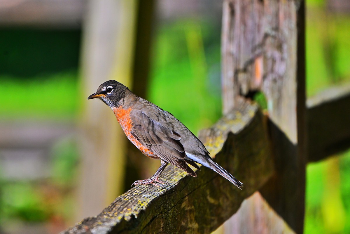 American Robin - ML642685783