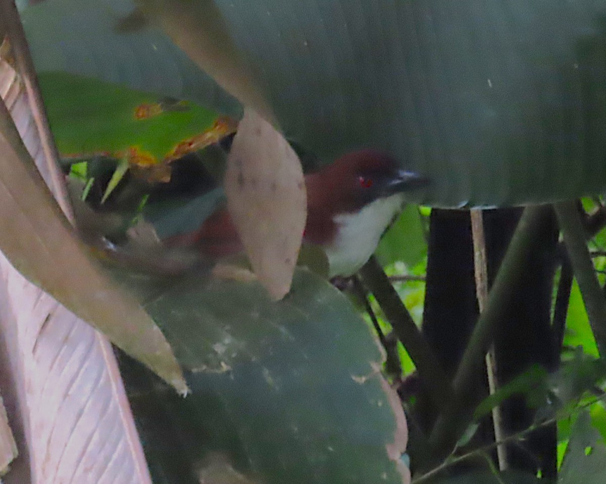 Great Antshrike - ML642685786
