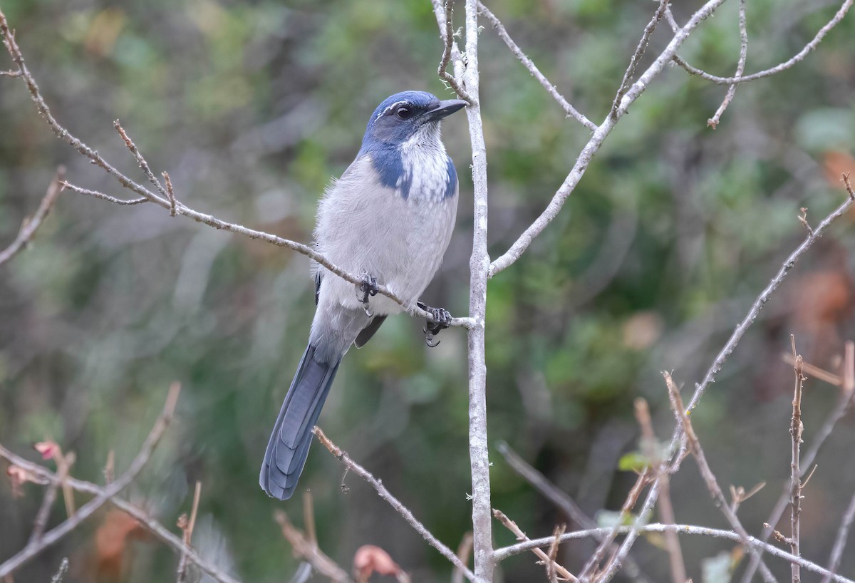 California Scrub-Jay - ML642685790