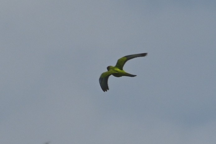 Nanday Parakeet - ML642685791