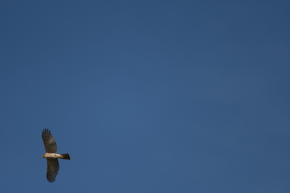 Cooper's Hawk - ML642685792