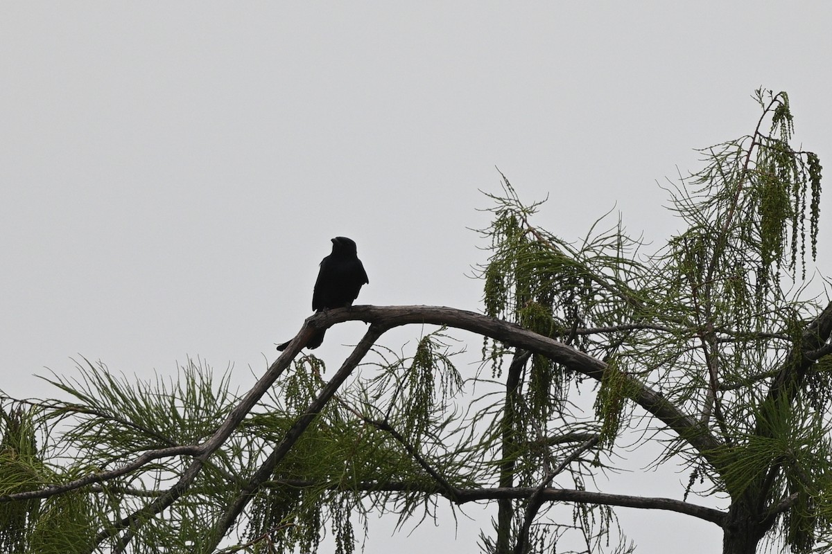 Black Drongo - ML642685793