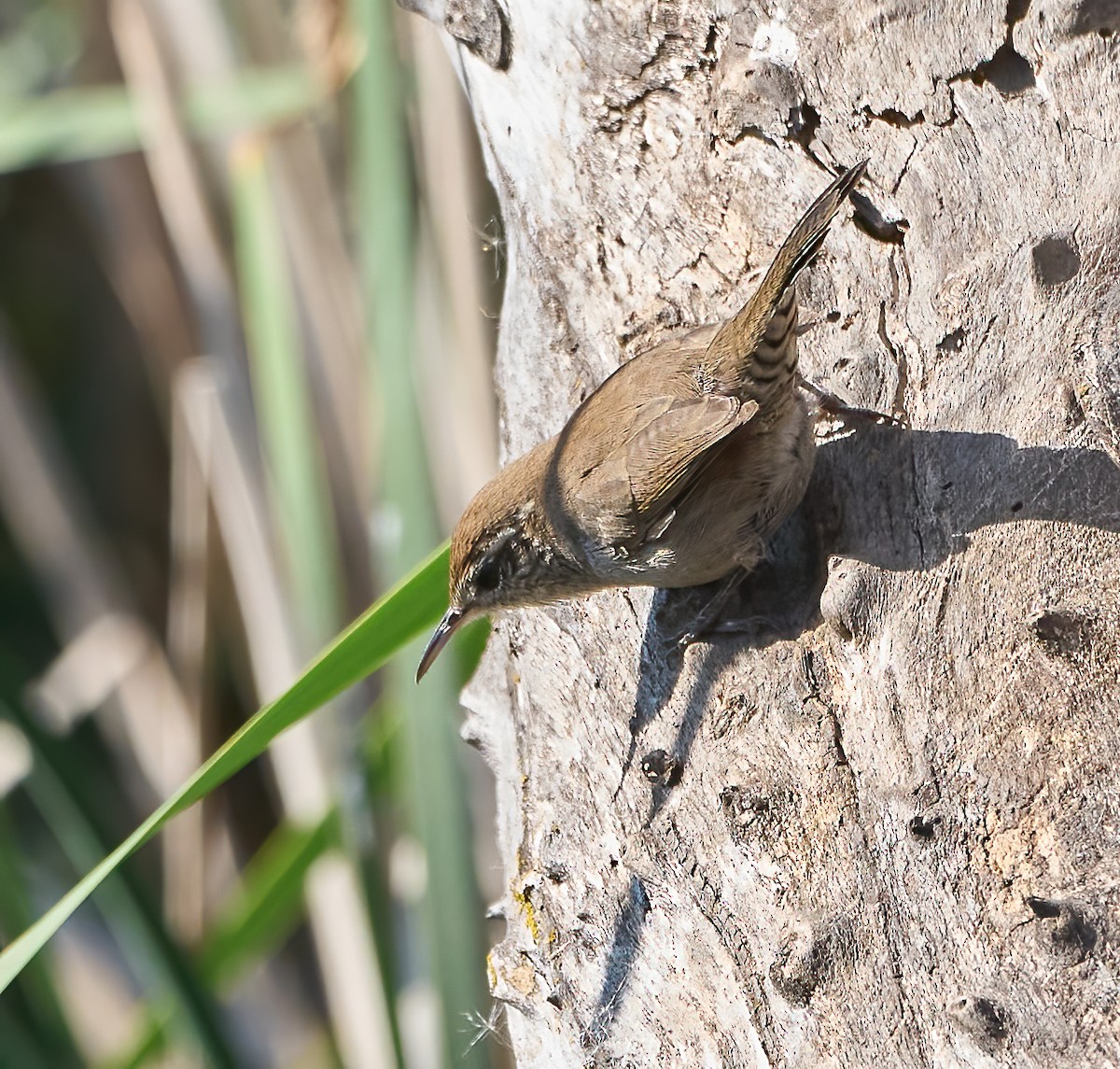 Bewick's Wren - ML642685794