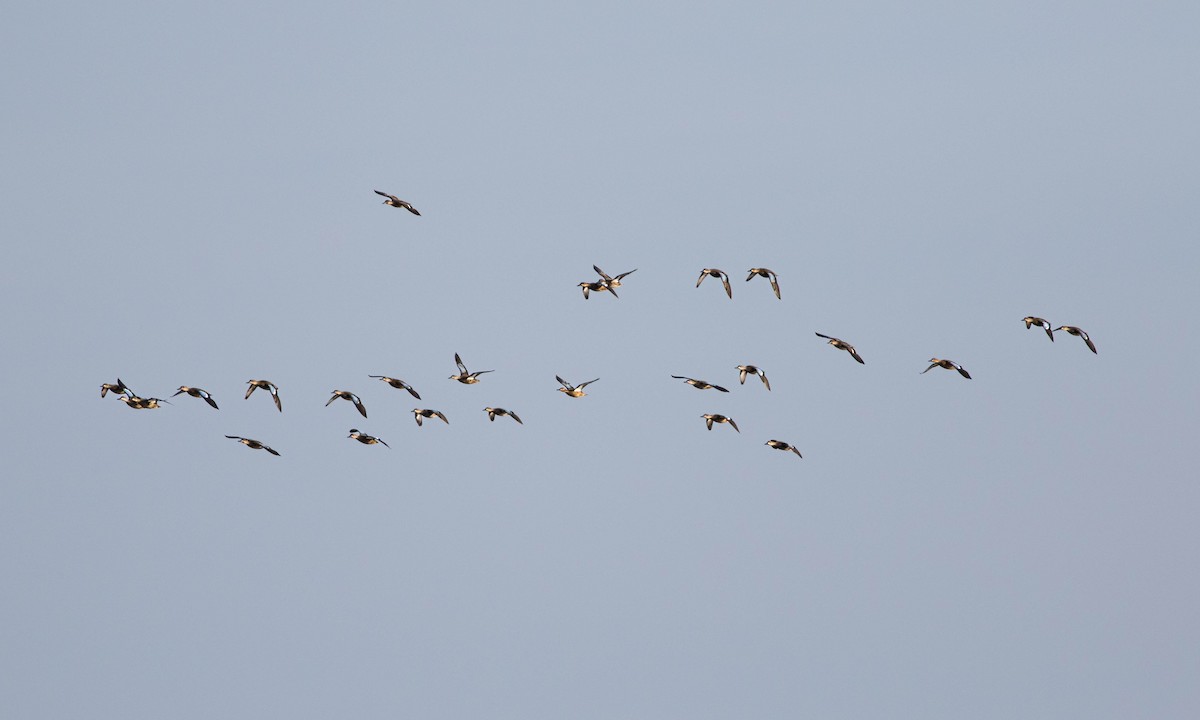 Blue-winged Teal - ML642685795