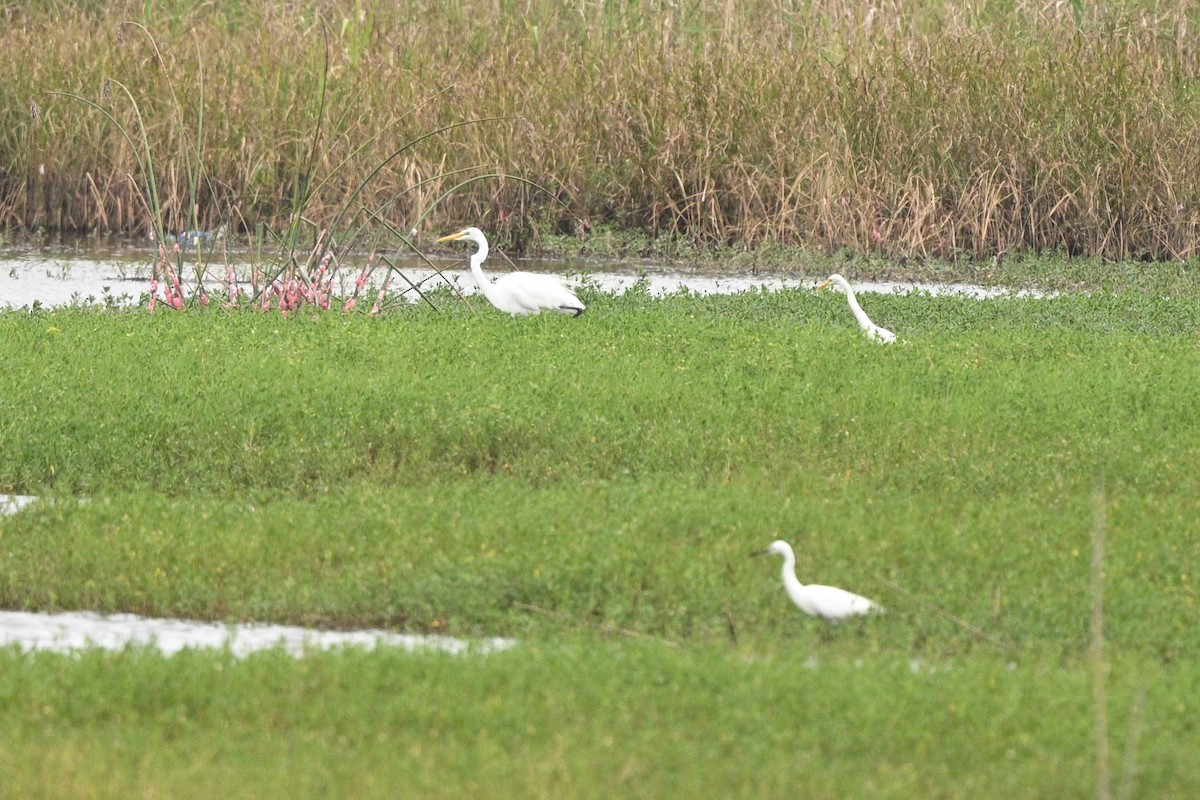 Great Egret - ML642685797