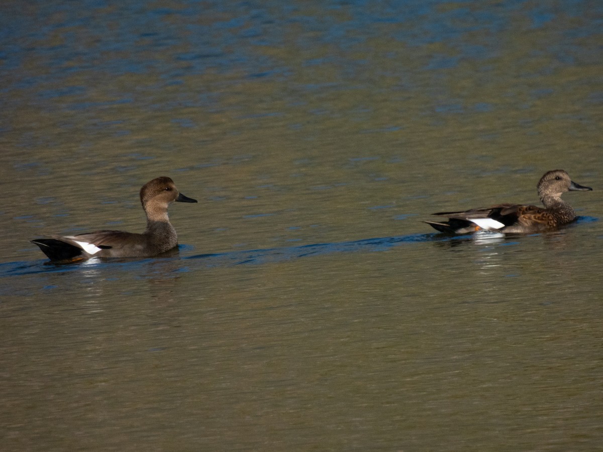 kopřivka obecná - ML642685798