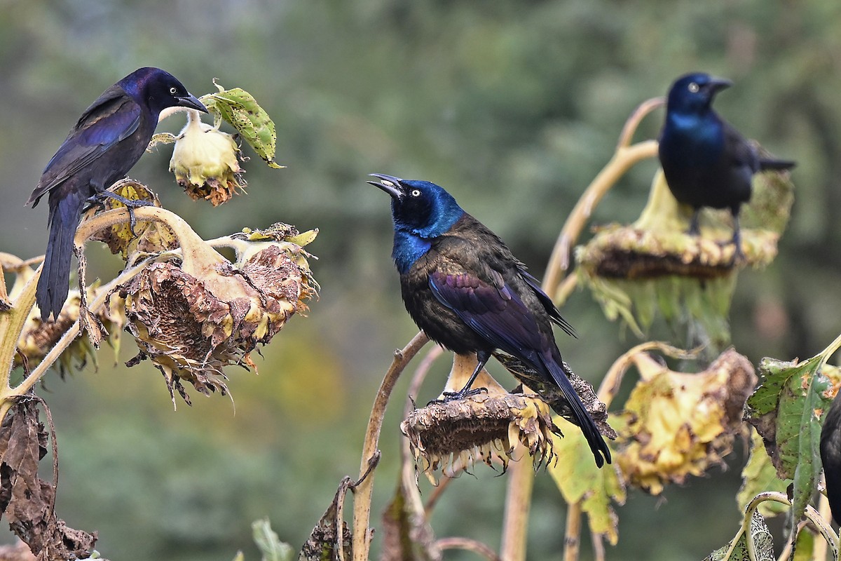 Common Grackle - ML642685800