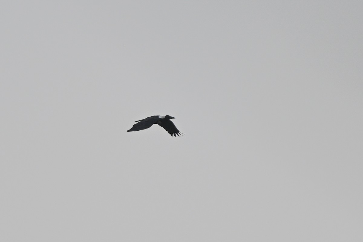 Collared Crow - ML642685802