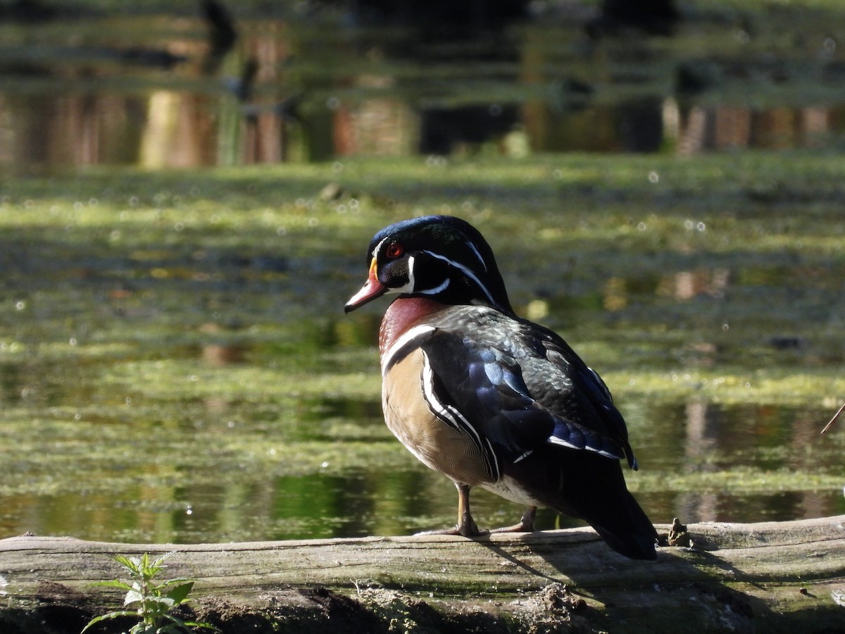 Wood Duck - ML642685804