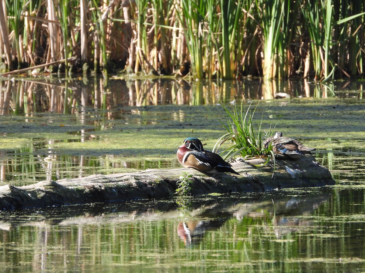 Wood Duck - ML642685805