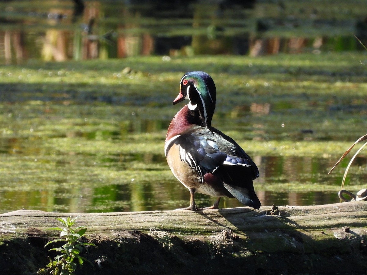 Wood Duck - ML642685806
