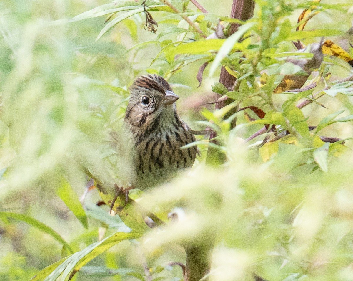 Lincoln's Sparrow - ML642685832