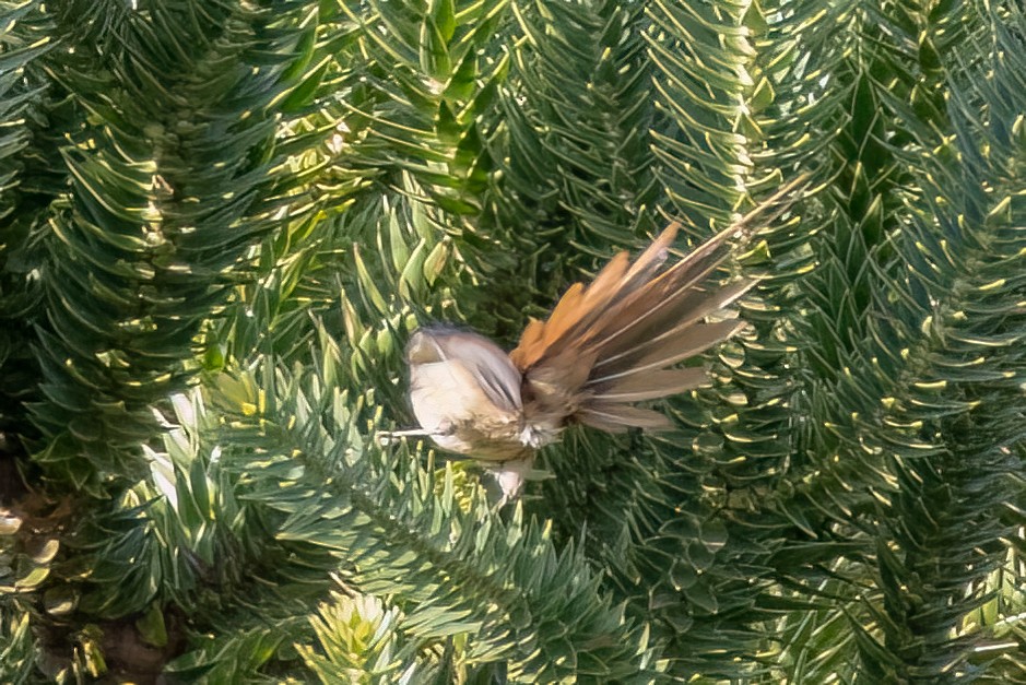 Araucaria Tit-Spinetail - ML642685840