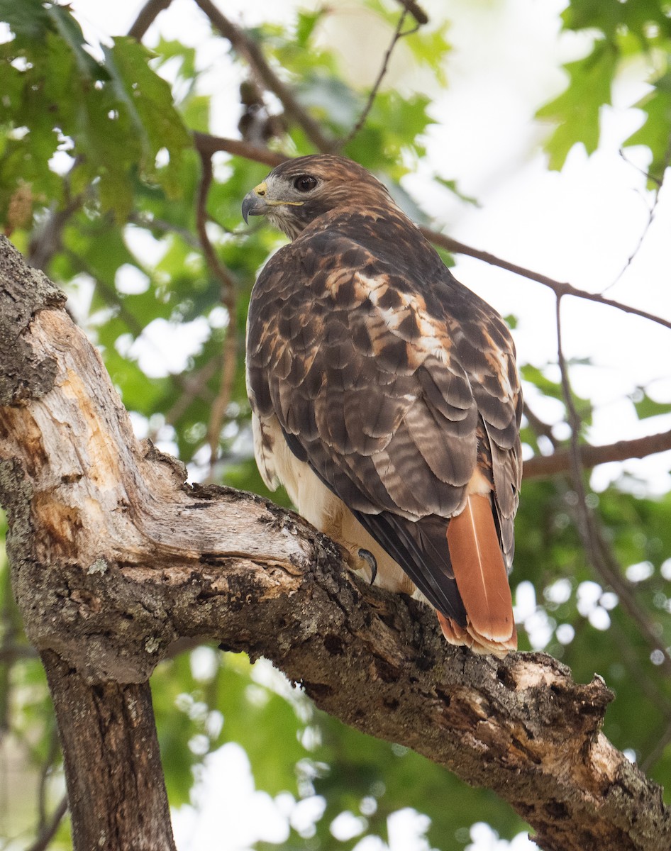 Red-tailed Hawk - ML642685841