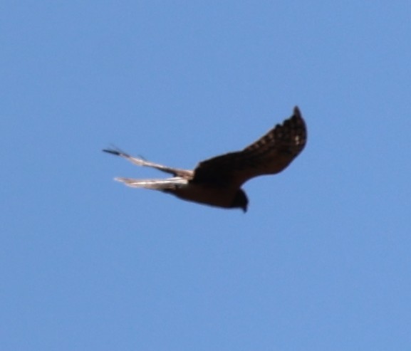Northern Harrier - ML642685843
