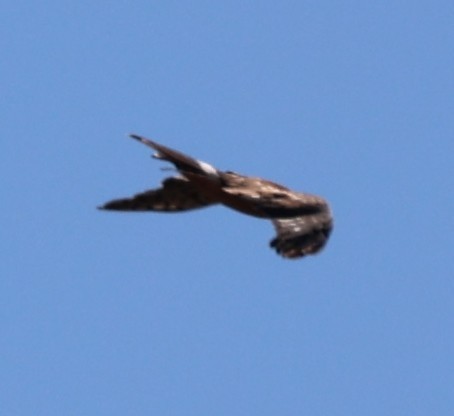 Northern Harrier - ML642685844