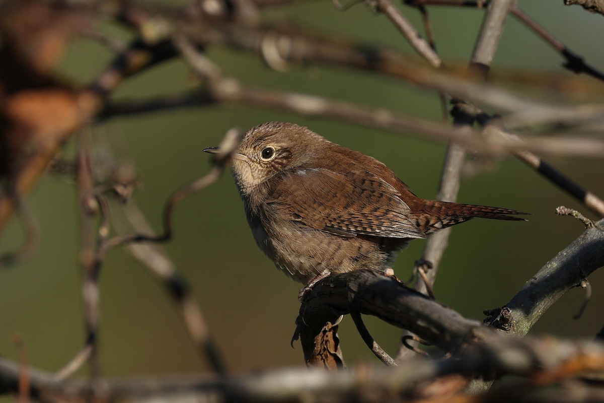 Northern House Wren - ML642685849