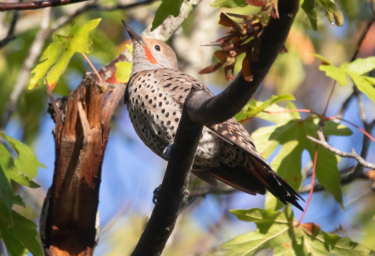 Northern Flicker - ML642685859