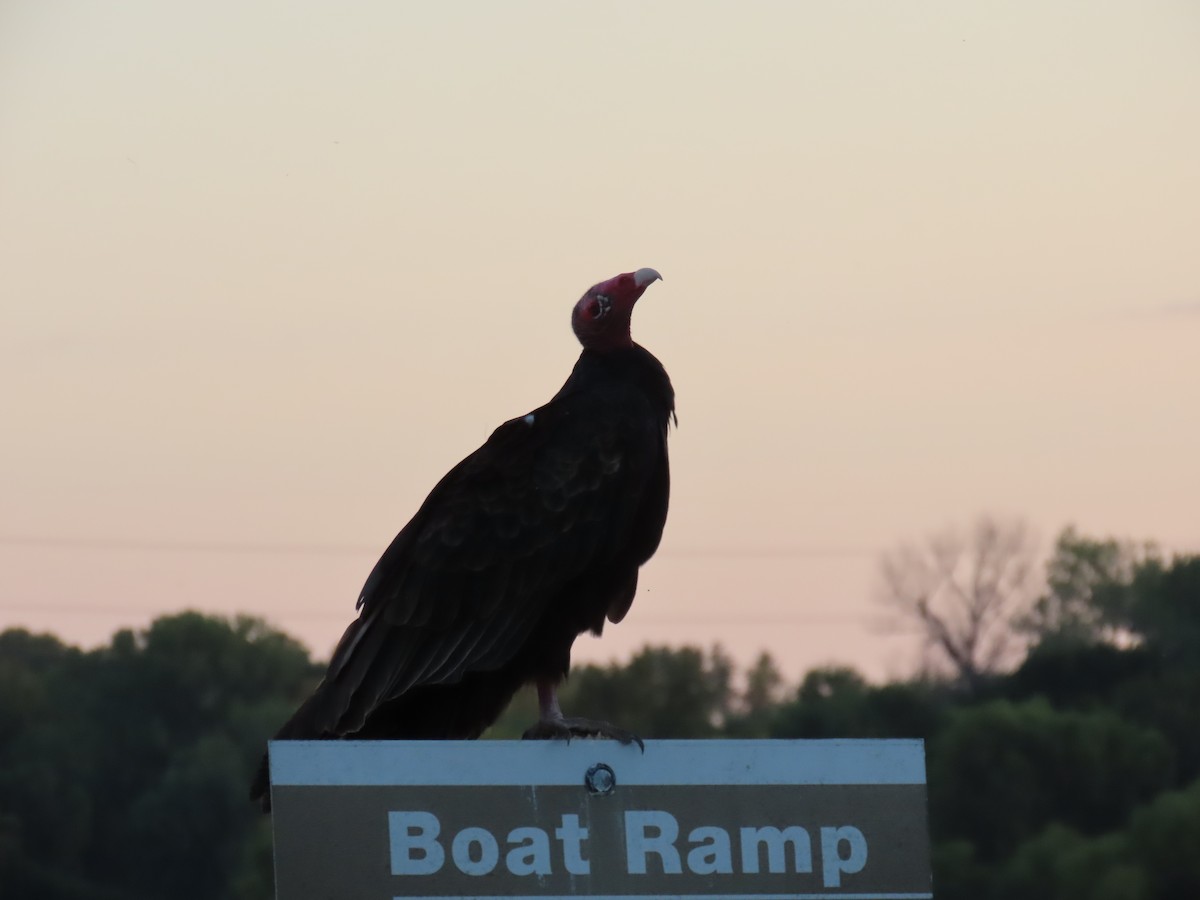 Turkey Vulture - ML642685860